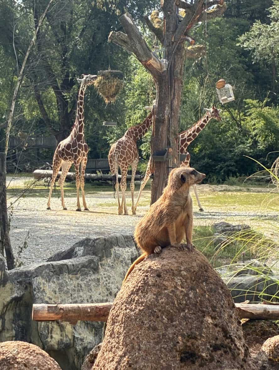 Erdmännchen schaut links.